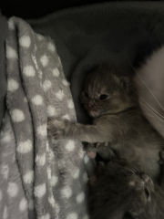 Cat just had kitten help