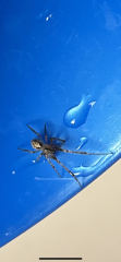 Can anyone identify this spider ***TW PHOTO***