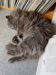Further Adventures of the Excellent Cats