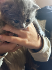 Cat just had kitten help