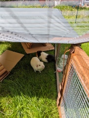 My lovely guinea pig has died