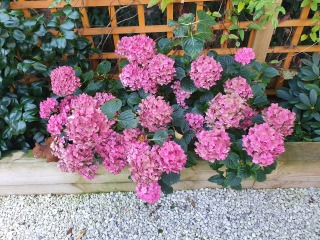My hydrangea hell