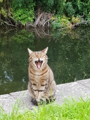 Thug cat part 5 - For he will not do destruction, if he is well-fed, neither will he spit without provocation.