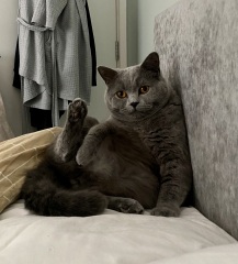 Thread 9 - TalkLair: “Russell's teapot goes on being round”