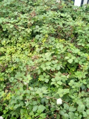 Thread 9 - TalkLair: “Russell's teapot goes on being round”