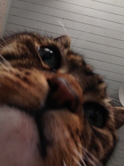 What's your pet doing right now?