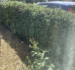 Bare root hedging - inspiration, tips, recommendations?