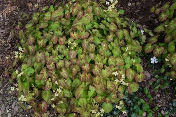 Shade-loving plants for a notorious plant killer