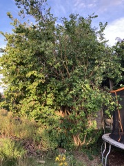 Philadelphus how hard to cut back