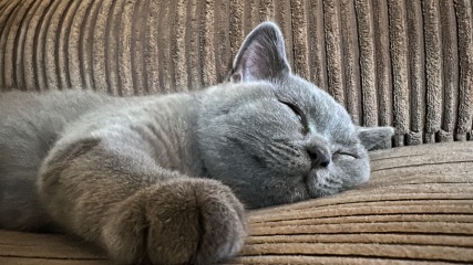 Posted a few days ago about my British Blue kitten, Quick update!