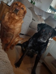 What's your pet doing right now?