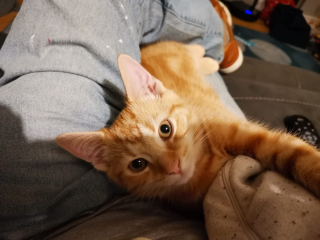 Further Adventures of the Excellent Cats