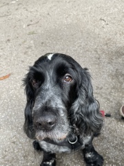 Puppy survival thread part 2