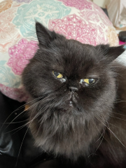 RIP darling Magic/Snorg.