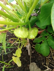 The Vegetable Patch Mark 2