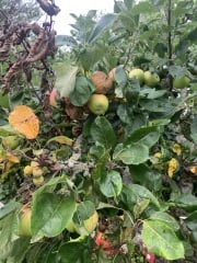 Help with apple tree