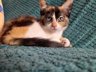 Help name my new kitten :)