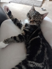 Kitten making me depressed