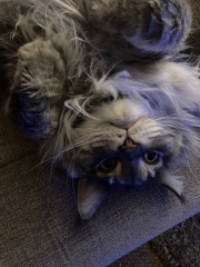 Further Adventures of the Excellent Cats