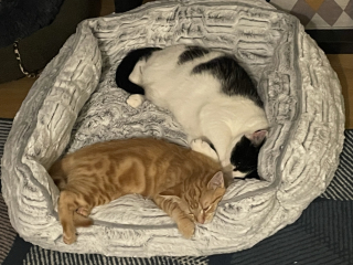 Further Adventures of the Excellent Cats