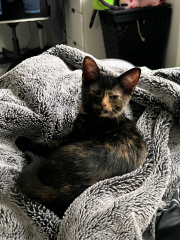 New litter of kittens. Looking for some wisdom!