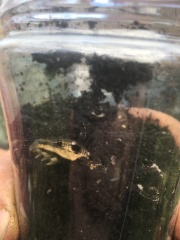 to be wary or scared of this creature?