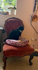 Is our 19yr old cat a diva?
