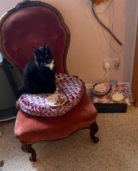 Is our 19yr old cat a diva?