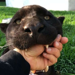 “Possible evidence of big cat in wild in new clearest picture”