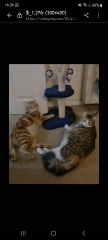 What breed is my kitten?