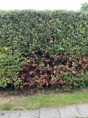 How can I save this hedge?