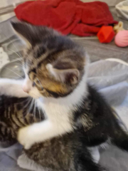 Kitten