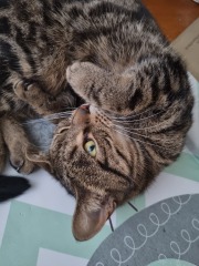 What's your pet doing right now?