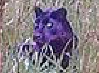 “Possible evidence of big cat in wild in new clearest picture”