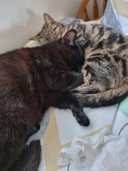 Kitten