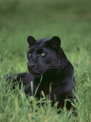 “Possible evidence of big cat in wild in new clearest picture”