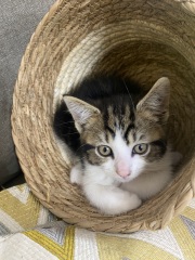 Help me name my new kitty