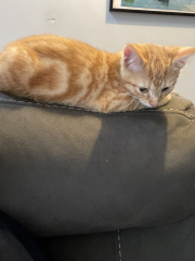 A Very Great Quantity Of Excellent Cats