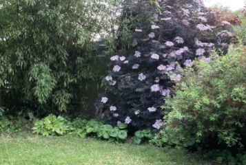 What has happened to my sambucus nigra?