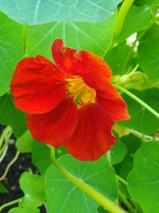 What have you done in the garden today? Part 3