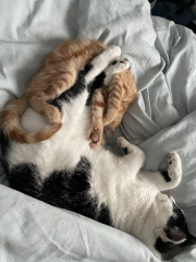 A Very Great Quantity Of Excellent Cats