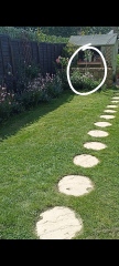 Placement for hydrangea