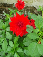 What have you done in the garden today? Part 3