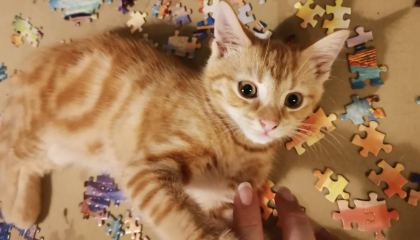 A Very Great Quantity Of Excellent Cats