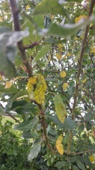 What's this tree?