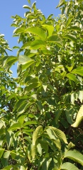 Is this a walnut tree?