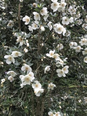 What have you done in the garden today? Part 3