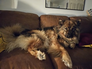 What's your pet doing right now?