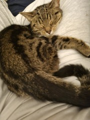 Kitten