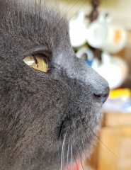 A Very Great Quantity Of Excellent Cats